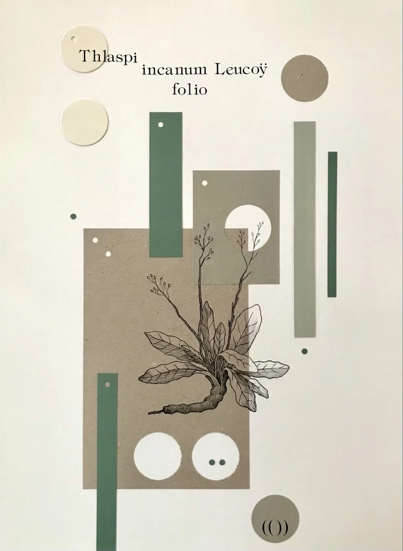Illustrazione Herbarium I